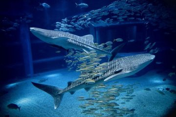 海を丸ごと体感！大阪🐟海遊館 × 天保山グルメ🍴TOP10