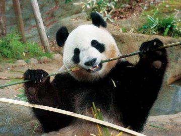 上野公園1Dayトリップ🐼🎨🍴 アートスポット&絶品グルメ