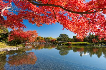 秋到来！【東京】おすすめ🍁紅葉🍁スポット＆周辺絶品グルメ特集🍴