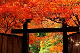 【京都特別編】おすすめ紅葉🍁＆グルメ🍴【嵐山・大原・貴船】🙌🎉