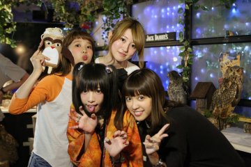 アキバの隠れ家的動物カフェ！”アウルの森”