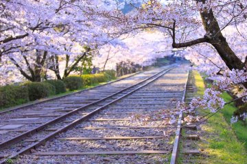 2017京都追櫻🌸必遊景點&周邊美食推薦