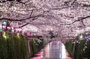2017 東京大阪🌸桜の名所&おすすめグルメ