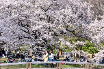 【2018】東京🌸お花見&おすすめ桜グルメ