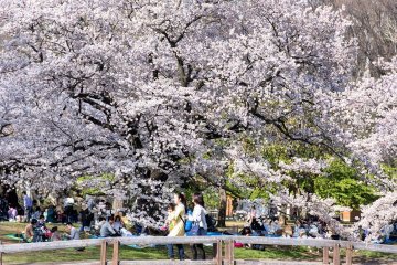 【2018東京賞櫻】代代木公園周邊美食推介🌸