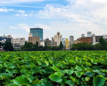 Toys and Games in Ueno