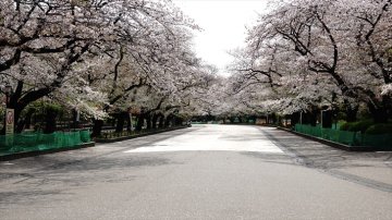 上野公園のお花見 2022
