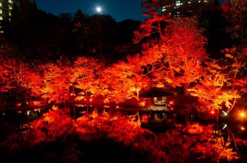 🍁東京秋日紅葉 + 白金台美食之旅 ✨